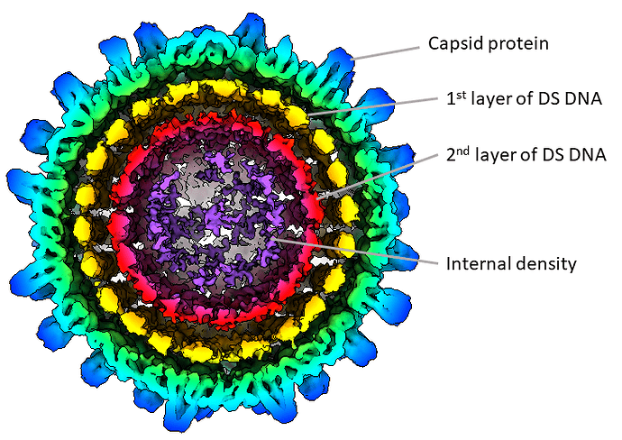 Figure3_mature_HBV_Capsid