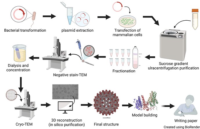 Figure2_Cryo-EM_Workflow