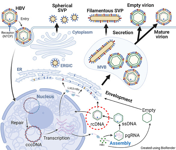 Figure1_HBV_Life_Cycle-HBV Meeting